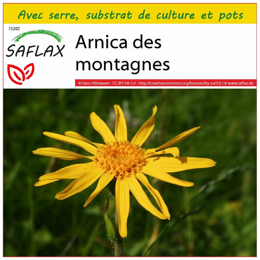  Kit De Culture - Arnica Des Montagnes - 40 Graines - Arnica Montana