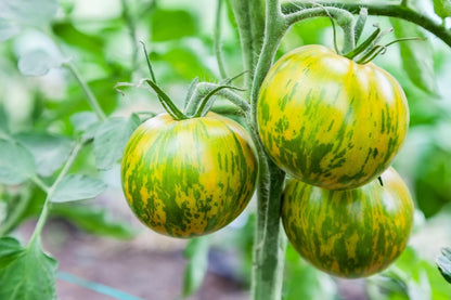  Kit De Culture - Bio - Tomate - Verte Zébrée - 10 Graines - Solanum Lycopersicum