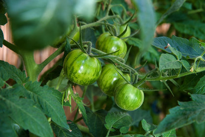  Kit De Culture - Bio - Tomate - Verte Zébrée - 10 Graines - Solanum Lycopersicum