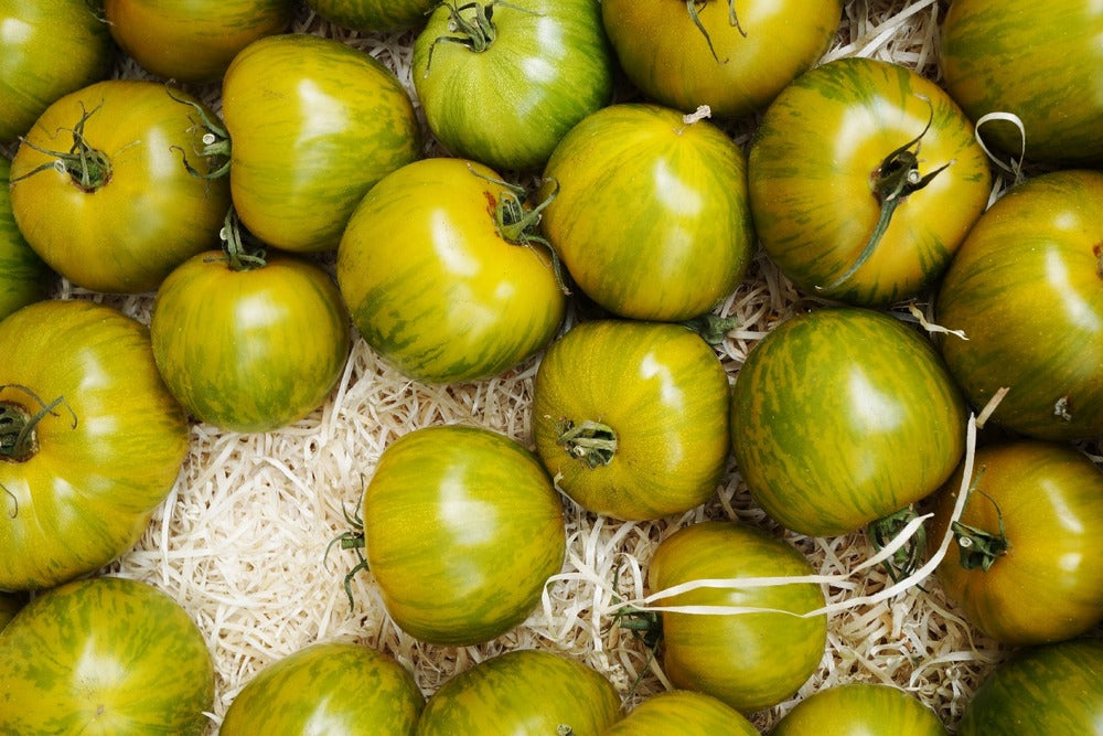  Kit De Culture - Bio - Tomate - Verte Zébrée - 10 Graines - Solanum Lycopersicum