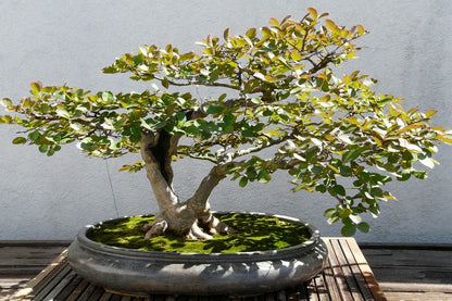  Kit De Culture - Myrte Commun - 30 Graines - Myrtus Communis
