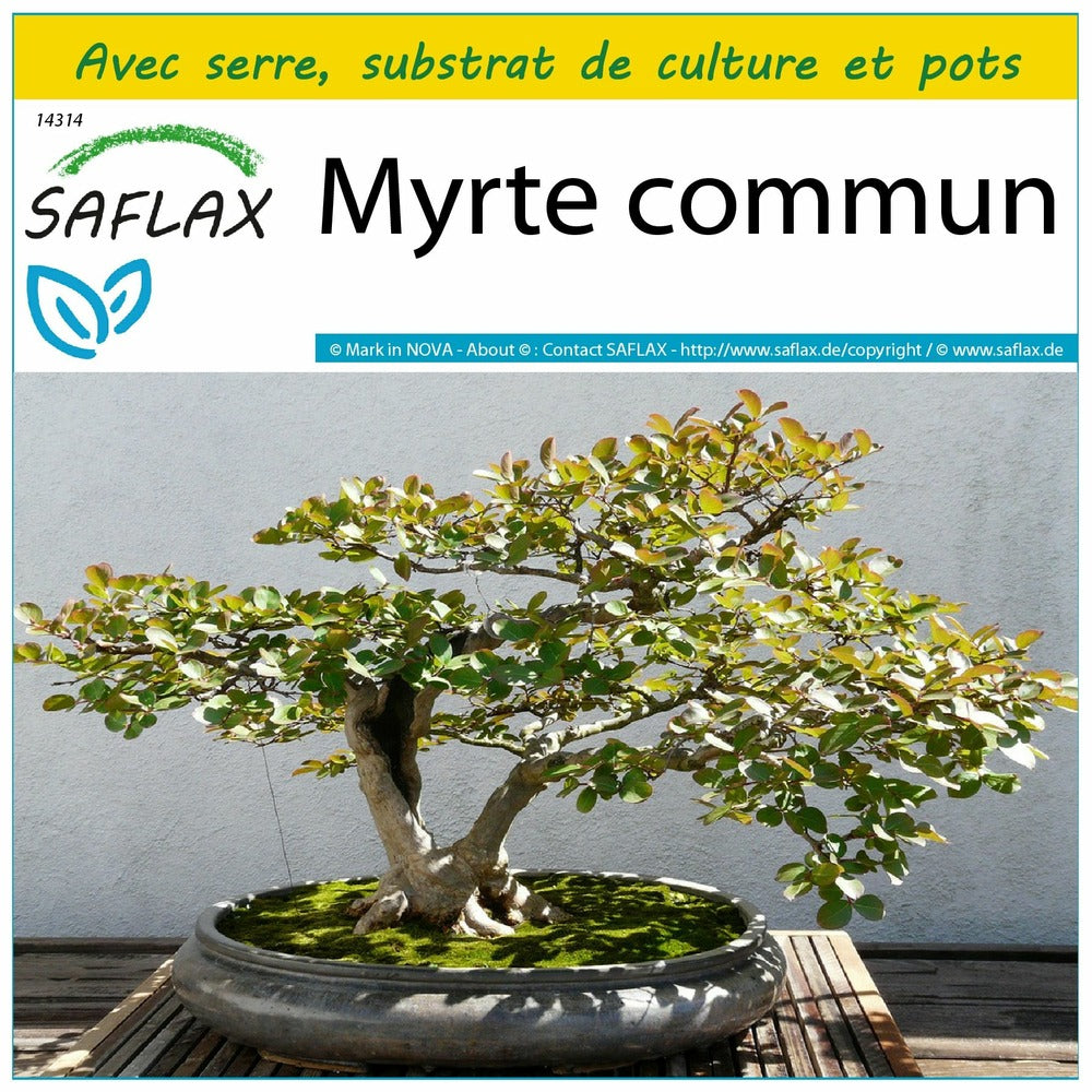  Kit De Culture - Myrte Commun - 30 Graines - Myrtus Communis