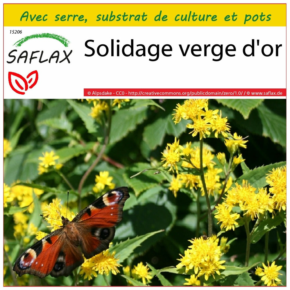  Kit De Culture - Solidage Verge D'or - 100 Graines - Solidago Virgaurea