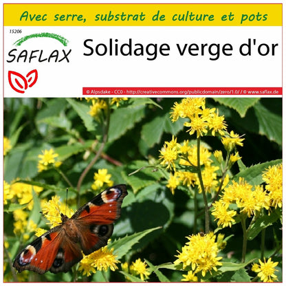  Kit De Culture - Solidage Verge D'or - 100 Graines - Solidago Virgaurea