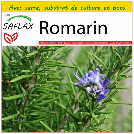  Kit De Culture - Romarin - 100 Graines - Rosmarinus Officinalis