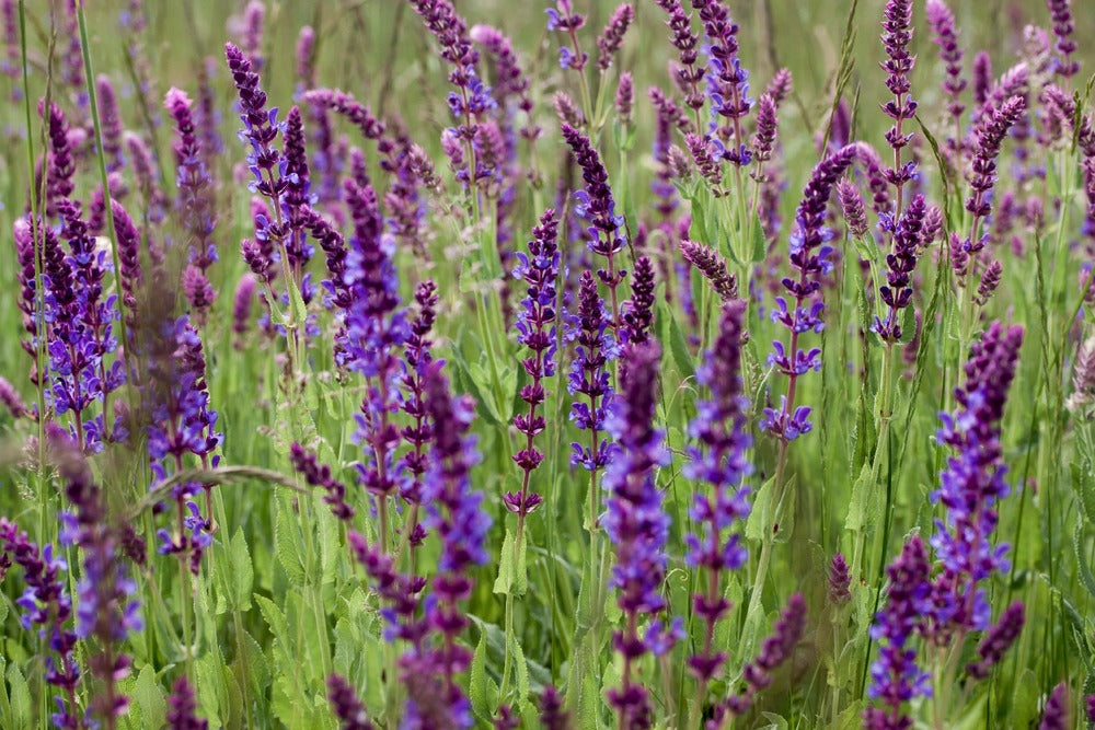  Kit De Culture - Bio - Sauge - 60 Graines - Salvia Officinalis
