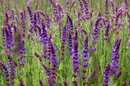  Kit De Culture - Bio - Sauge - 60 Graines - Salvia Officinalis