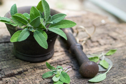  Kit De Culture - Bio - Sauge - 60 Graines - Salvia Officinalis