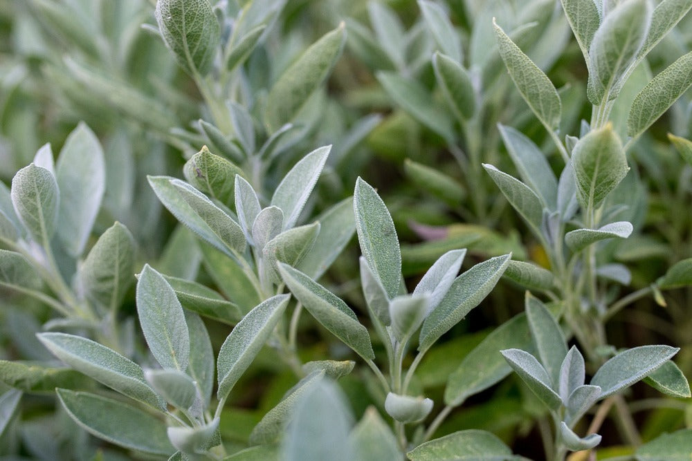  Kit De Culture - Bio - Sauge - 60 Graines - Salvia Officinalis