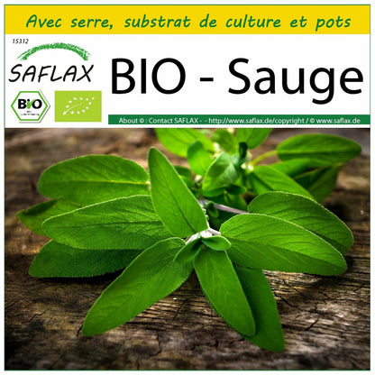  Kit De Culture - Bio - Sauge - 60 Graines - Salvia Officinalis