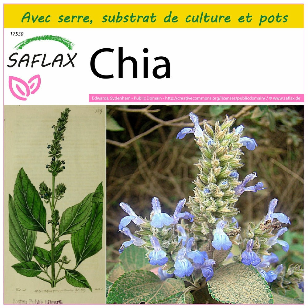  Kit De Culture - Chia - 500 Graines - Salvia Hispanica