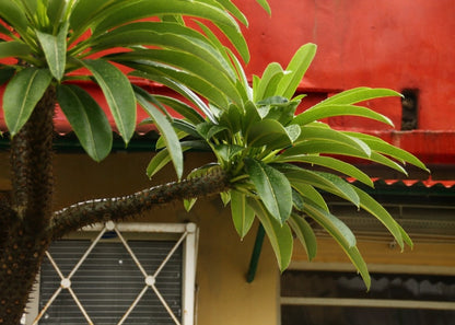  Kit De Culture - Palmier De Madagascar - 10 Graines - Pachypodium Lamerei