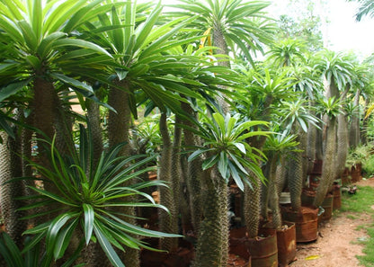  Kit De Culture - Palmier De Madagascar - 10 Graines - Pachypodium Lamerei