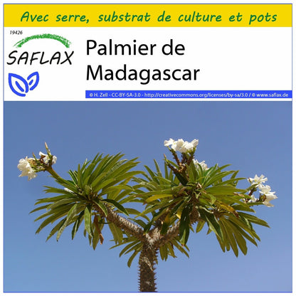  Kit De Culture - Palmier De Madagascar - 10 Graines - Pachypodium Lamerei