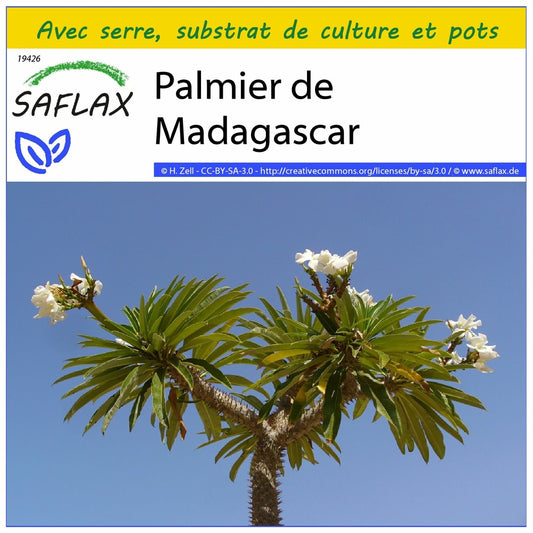 Kit De Culture - Palmier De Madagascar - 10 Graines - Pachypodium Lamerei