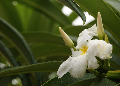  Kit De Culture - Palmier De Madagascar - 10 Graines - Pachypodium Lamerei