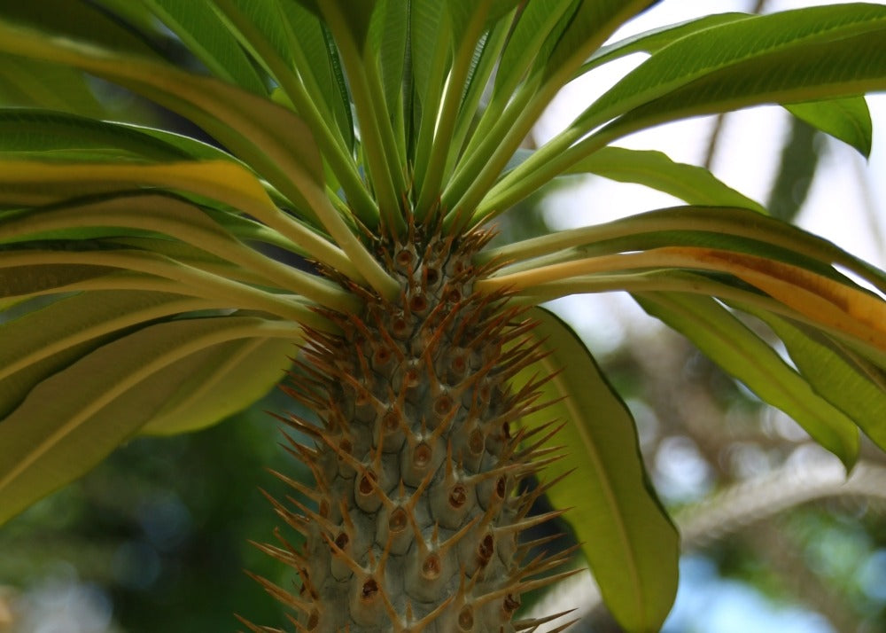  Kit De Culture - Palmier De Madagascar - 10 Graines - Pachypodium Lamerei