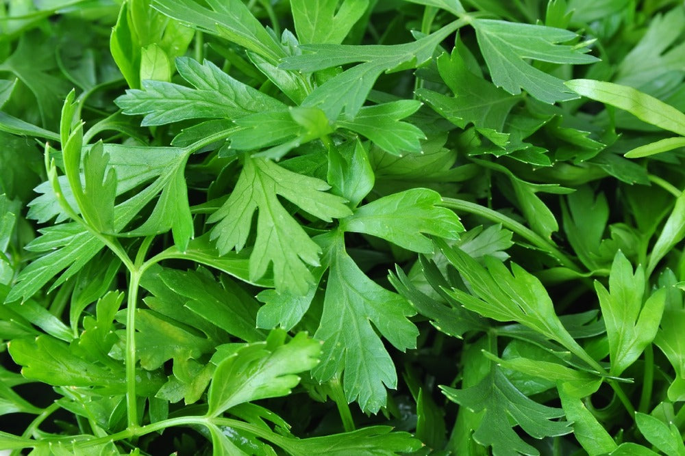  Kit De Culture - Bio - Cerfeuil Commun - 800 Graines - Anthriscus Cerefolium