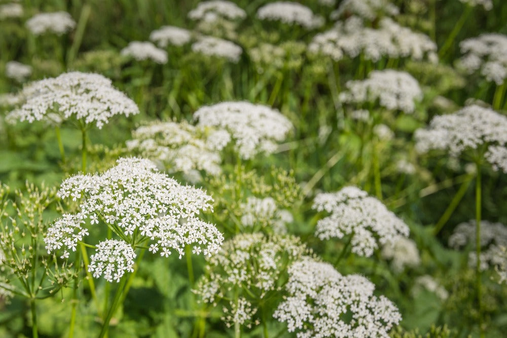  Kit De Culture - Bio - Cerfeuil Commun - 800 Graines - Anthriscus Cerefolium