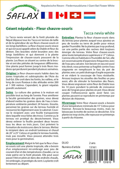 Kit De Culture - Géant Népalais - Fleur Chauve-souris - 10 Graines - Tacca Nevia White