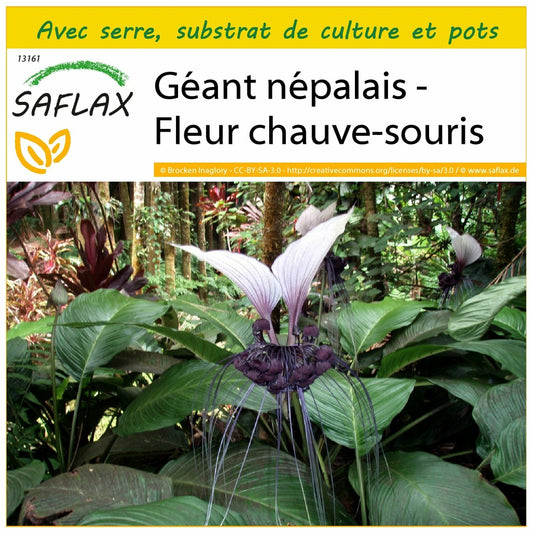  Kit De Culture - Géant Népalais - Fleur Chauve-souris - 10 Graines - Tacca Nevia White