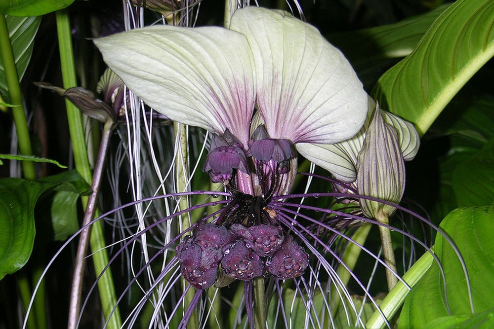  Kit De Culture - Géant Népalais - Fleur Chauve-souris - 10 Graines - Tacca Nevia White