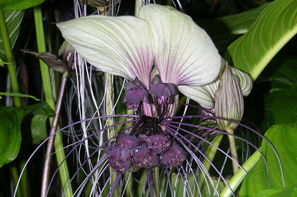  Kit De Culture - Géant Népalais - Fleur Chauve-souris - 10 Graines - Tacca Nevia White