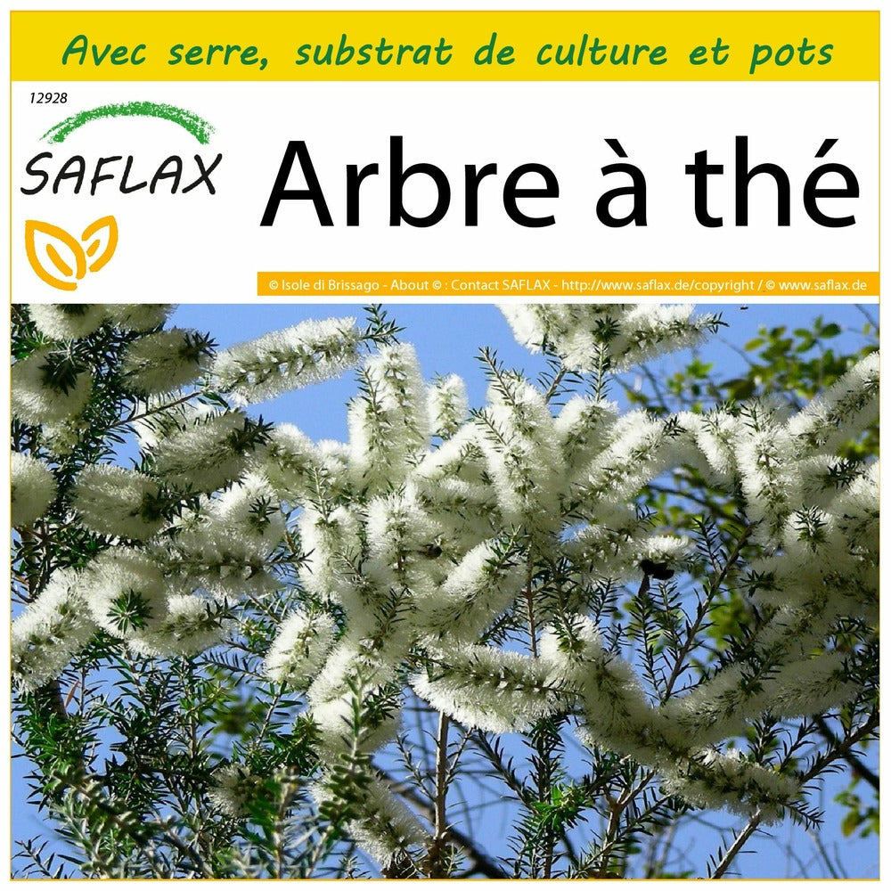  Kit De Culture - Arbre à Thé - 400 Graines - Melaleuca Alternifolia