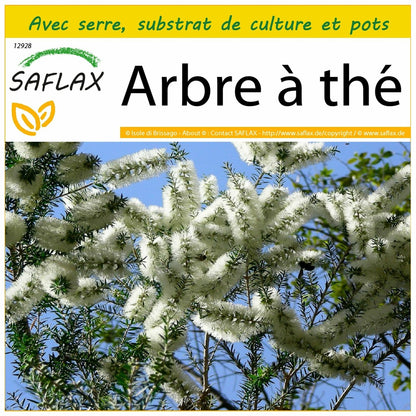  Kit De Culture - Arbre à Thé - 400 Graines - Melaleuca Alternifolia