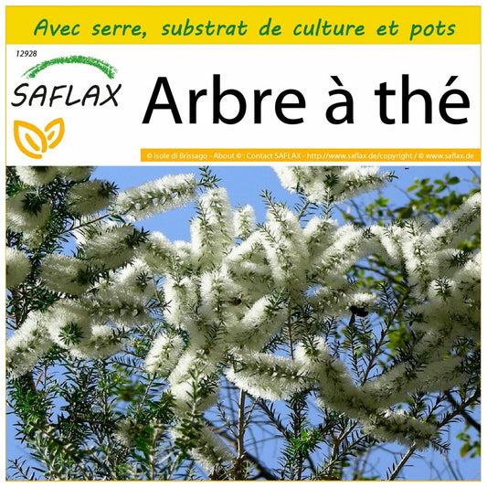  Kit De Culture - Arbre à Thé - 400 Graines - Melaleuca Alternifolia