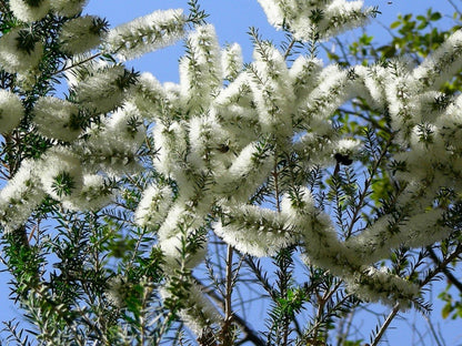  Kit De Culture - Arbre à Thé - 400 Graines - Melaleuca Alternifolia