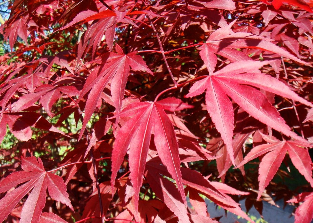  Kit De Culture - Erable Du Japon Pourpre - 20 Graines - Acer Palmatum Atropurpureum