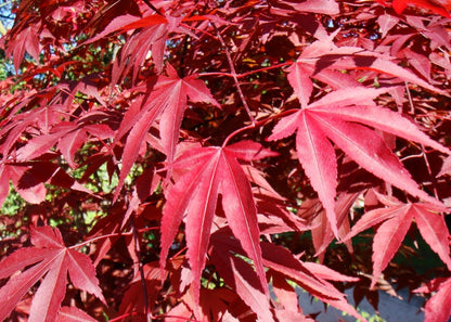  Kit De Culture - Erable Du Japon Pourpre - 20 Graines - Acer Palmatum Atropurpureum