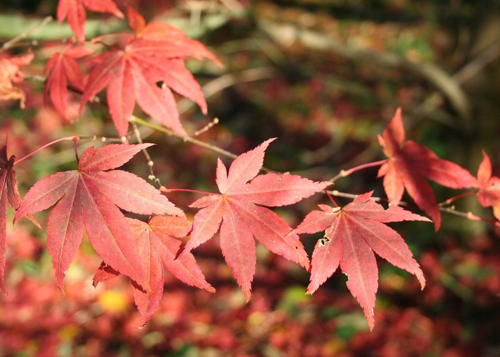  Kit De Culture - Erable Du Japon Pourpre - 20 Graines - Acer Palmatum Atropurpureum