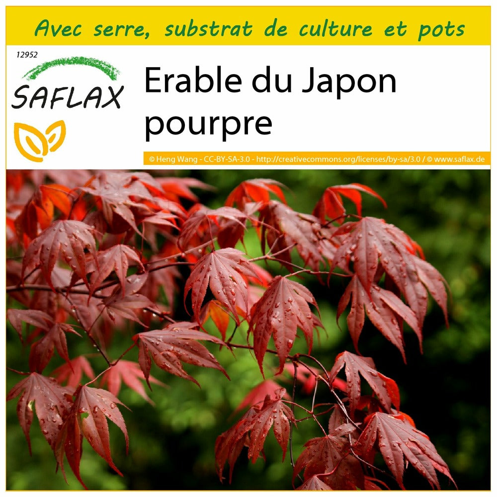  Kit De Culture - Erable Du Japon Pourpre - 20 Graines - Acer Palmatum Atropurpureum