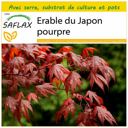  Kit De Culture - Erable Du Japon Pourpre - 20 Graines - Acer Palmatum Atropurpureum