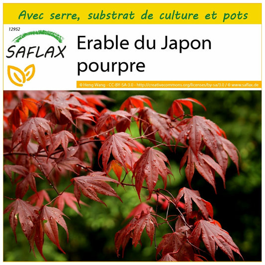  Kit De Culture - Erable Du Japon Pourpre - 20 Graines - Acer Palmatum Atropurpureum