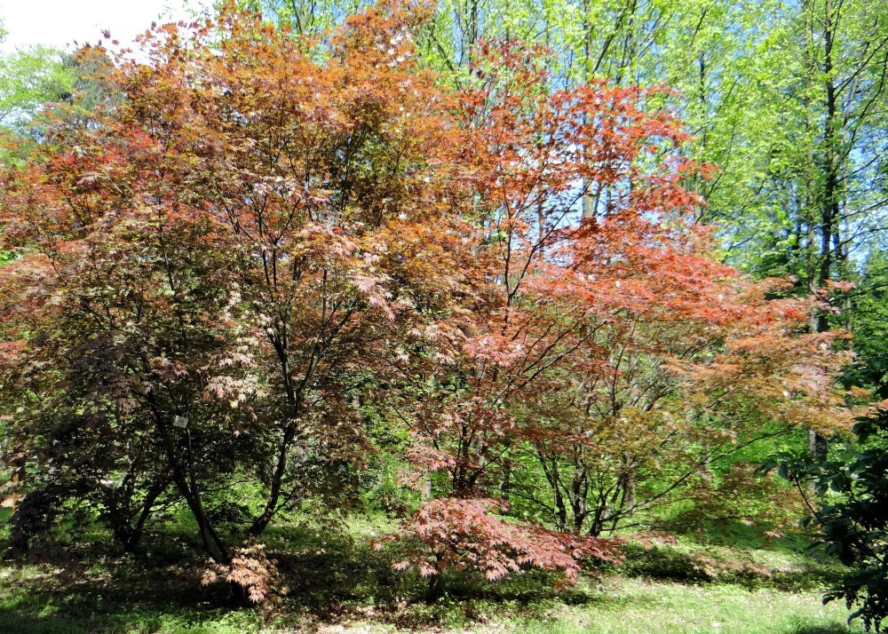  Kit De Culture - Erable Du Japon Pourpre - 20 Graines - Acer Palmatum Atropurpureum