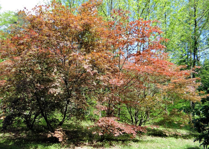  Kit De Culture - Erable Du Japon Pourpre - 20 Graines - Acer Palmatum Atropurpureum