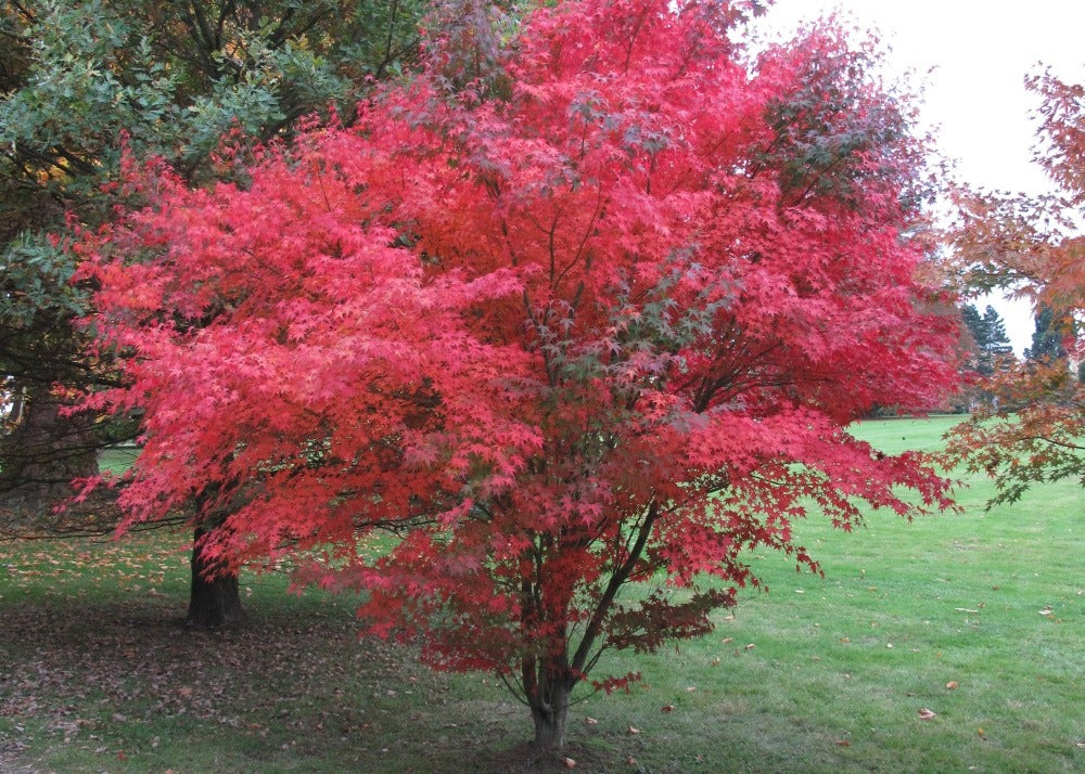  Kit De Culture - Erable Du Japon Pourpre - 20 Graines - Acer Palmatum Atropurpureum