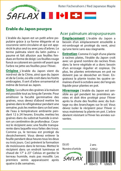  Kit De Culture - Erable Du Japon Pourpre - 20 Graines - Acer Palmatum Atropurpureum