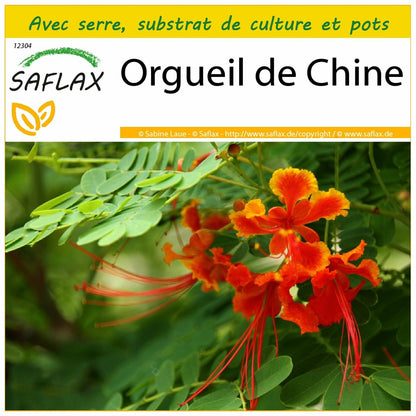  Kit De Culture - Orgueil De Chine - 10 Graines - Caesalpinia Pulcherrima