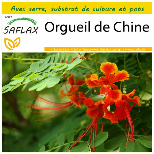  Kit De Culture - Orgueil De Chine - 10 Graines - Caesalpinia Pulcherrima