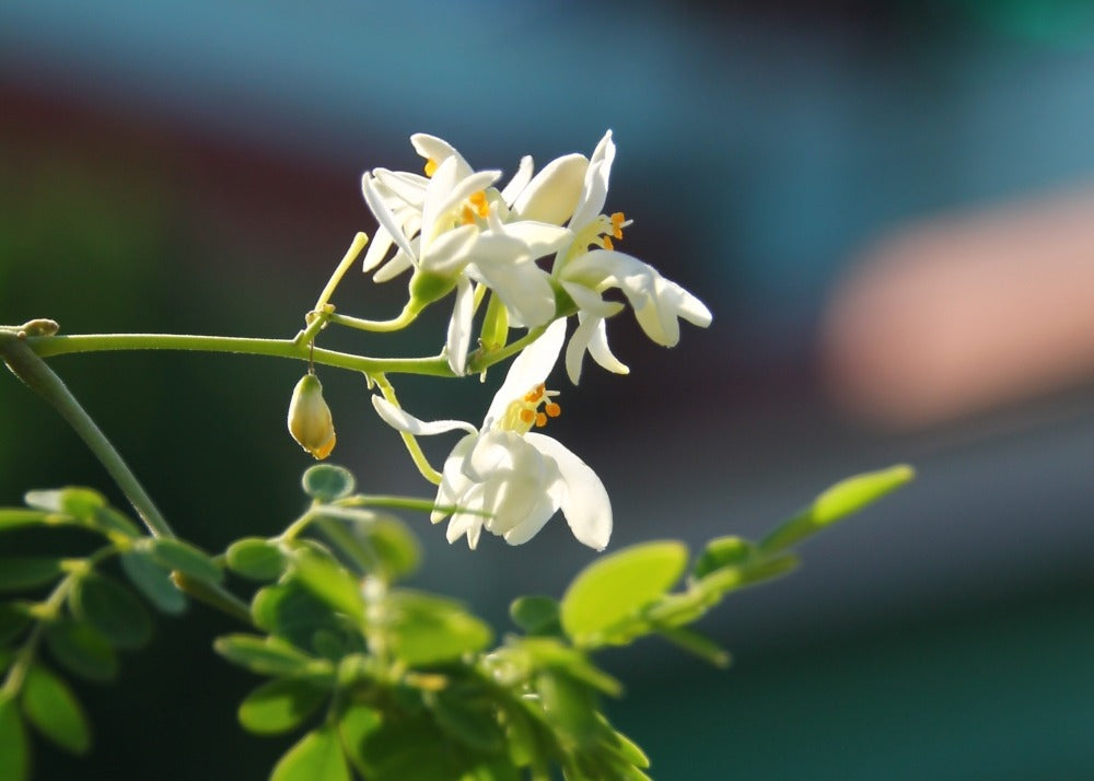  Kit De Culture - Moringa - 10 Graines - Moringa Oleifera