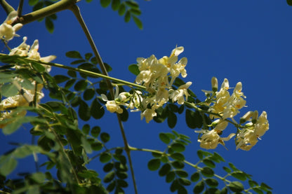  Kit De Culture - Moringa - 10 Graines - Moringa Oleifera