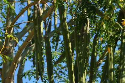  Kit De Culture - Moringa - 10 Graines - Moringa Oleifera