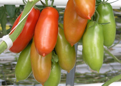  Kit De Culture - Tomate San Marzano - 10 Graines - Lycopersicon Esculentum