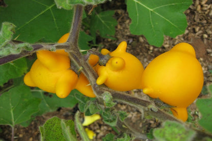  Kit De Culture - Mamelle De Vache - 10 Graines - Solanum Mammosum