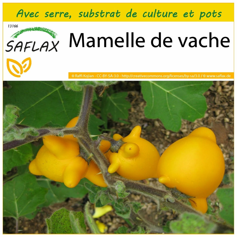  Kit De Culture - Mamelle De Vache - 10 Graines - Solanum Mammosum