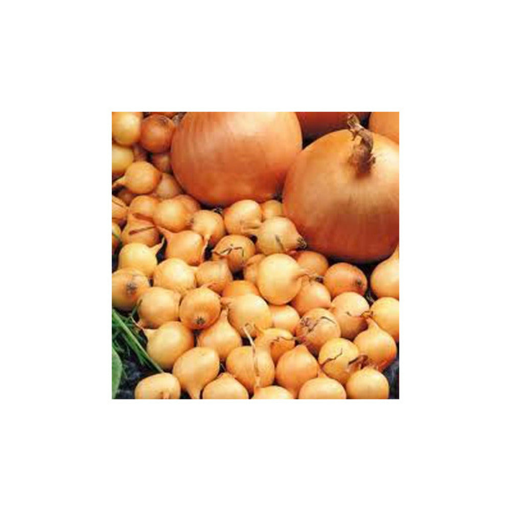  Stuttgarter Riesen Bulbes Oignons A Repiquer 500gr